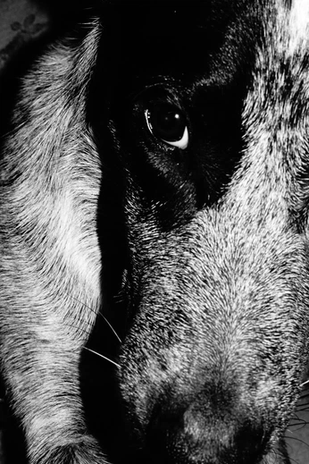 A cover of "Doggy" cluster. The owner is jospetri. The cluster consists of 237 elements.