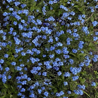 A cover of "blue" cluster. The owner is kayla.gm. The cluster consists of 7 elements.