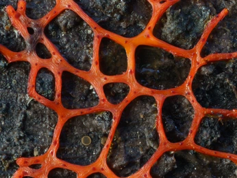 A cover of "PERFORMANCE - ORGANIQUE" cluster. The owner is byyyae. The cluster consists of 74 elements.