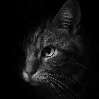 A cover of "Feline" cluster. The owner is noah. The cluster consists of 52 elements.