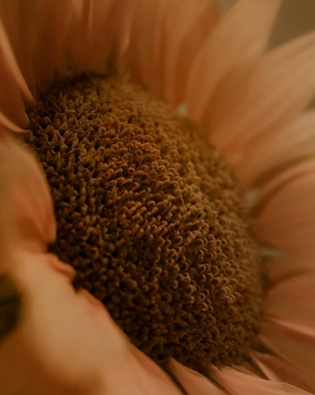 A cover of "🍊" cluster. The owner is louisaa. The cluster consists of 1 element.