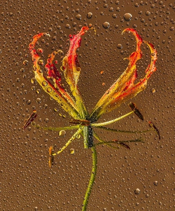 A cover of "floral" cluster. The owner is amritalaxshmy. The cluster consists of 17 elements.