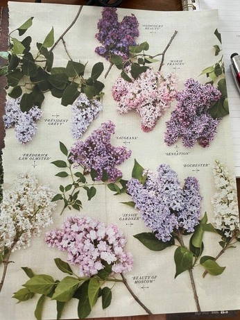 A cover of "56 Garden YES" cluster. The owner is benjaminvandiver. The cluster consists of 82 elements.