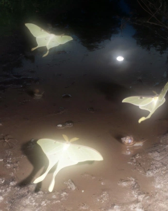 A cover of "fae" cluster. The owner is mariscleajuwono. The cluster consists of 40 elements.