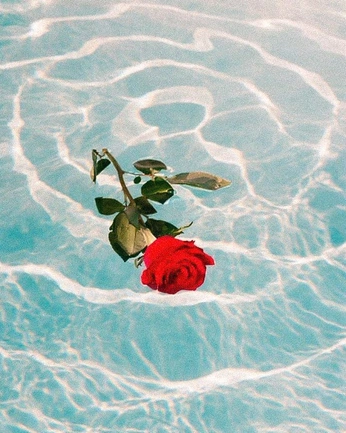 A cover of "Rose" cluster. The owner is citrinecodesign. The cluster consists of 1 element.