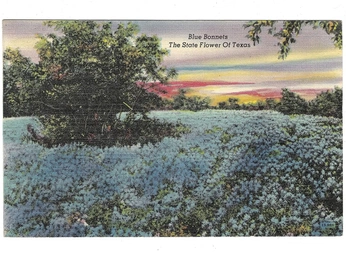 A cover of "wishbone" cluster. The owner is alleyrose. The cluster consists of 9 elements.