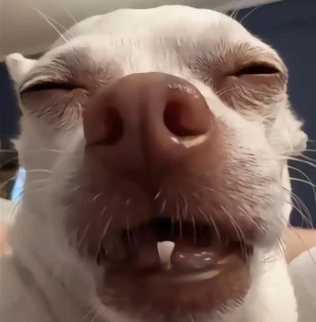 A cover of "funny dogs" cluster. The owner is barcoded. The cluster consists of 3 elements.