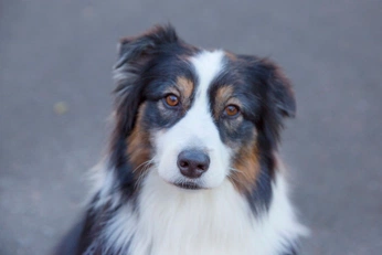 A cover of "Lulu" cluster. The owner is saucechien. The cluster consists of 15 elements.