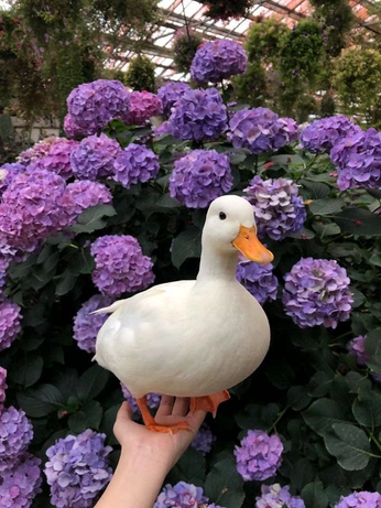 A cover of "✶ oh to live on a farm" cluster. The owner is ennia. The cluster consists of 89 elements.