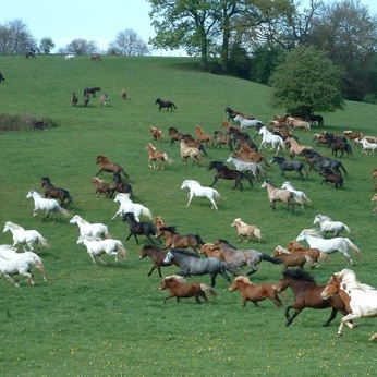 A cover of "Nature" cluster. The owner is zestyfrog. The cluster consists of 70 elements.