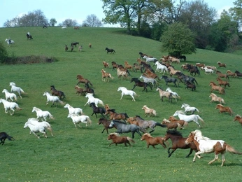 A cover of "W2W" cluster. The owner is bmcamila. The cluster consists of 26 elements.