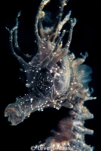 A cover of "nova nexus" cluster. The owner is dimitri01. The cluster consists of 170 elements.