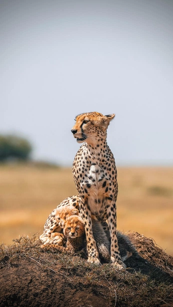 A cover of "Nature" cluster. The owner is brentj. The cluster consists of 7 elements.