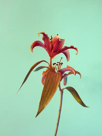 A cover of "flowers" cluster. The owner is jiusty. The cluster consists of 20 elements.