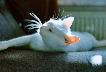 A cover of "Cat" cluster. The owner is hee2ro. The cluster consists of 5 elements.