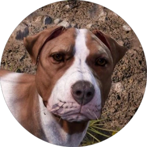 Alexander Scherbakov avatar