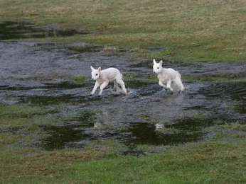 A cover of "Happy days" cluster. The owner is lemonbuch. The cluster consists of 1 element.