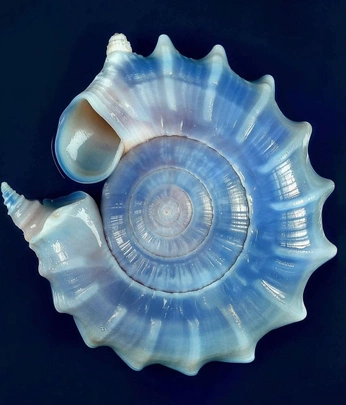 A cover of "fibonacci" cluster. The owner is hellboundtrain. The cluster consists of 2 elements.