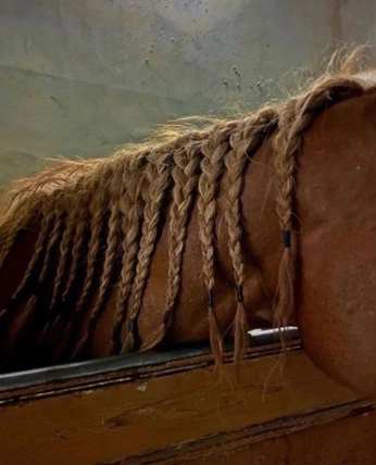 A cover of "horses" cluster. The owner is studiobaxter. The cluster consists of 17 elements.