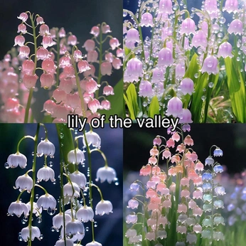 A cover of "🧿" cluster. The owner is fressa. The cluster consists of 7 elements.