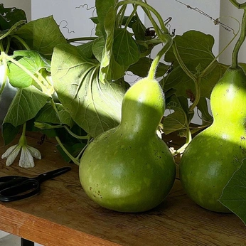 A cover of "Pottery" cluster. The owner is anamaia. The cluster consists of 35 elements.