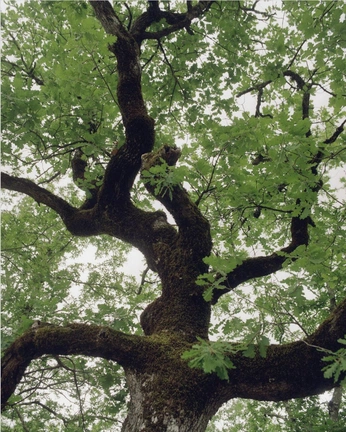 A cover of "Quartier du chêne" cluster. The owner is ultradigiloan. The cluster consists of 15 elements.