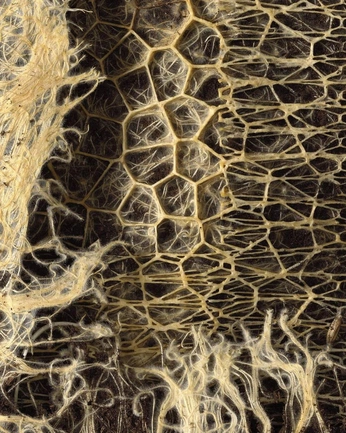 A cover of "Misces" cluster. The owner is priscilafileti. The cluster consists of 14 elements.