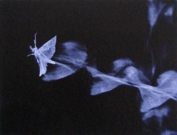 A cover of "way of animal flow" cluster. The owner is davepricorn. The cluster description is "feets if nature itselve - living beings". The cluster consists of 3 elements.