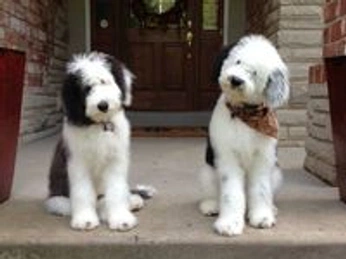 A cover of "animals" cluster. The owner is emisue. The cluster consists of 1 element.