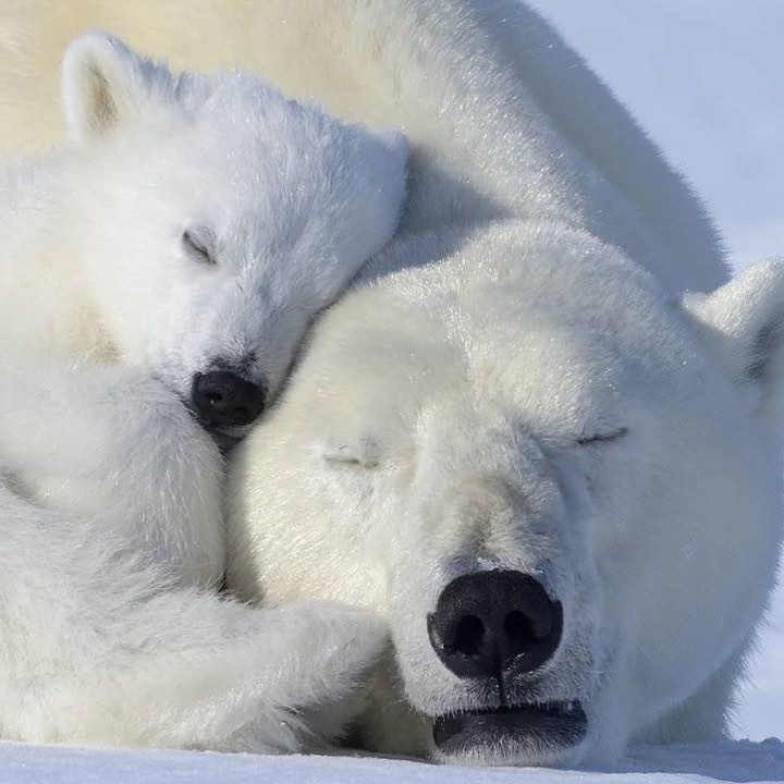 An Instagram  post added by annie on Nov 05, 2023. The author is @polarbear_instapage. May present: polar bear, snow, carnivore, polar ice cap, terrestrial animal.