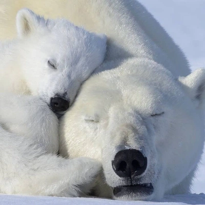 An Instagram  post added by annie on Nov 05, 2023. The author is @polarbear_instapage. May present: polar bear, snow, carnivore, polar ice cap, terrestrial animal.