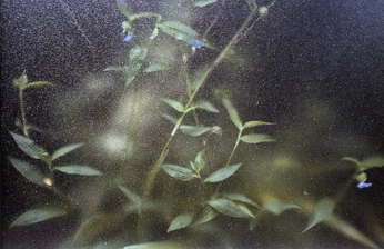 A cover of "stems" cluster. The owner is abigailhannah. The cluster consists of 3 elements.