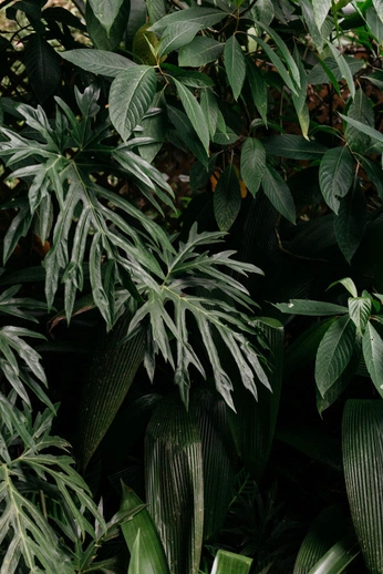 A cover of "Fondos" cluster. The owner is abril.gg. The cluster consists of 1 element.