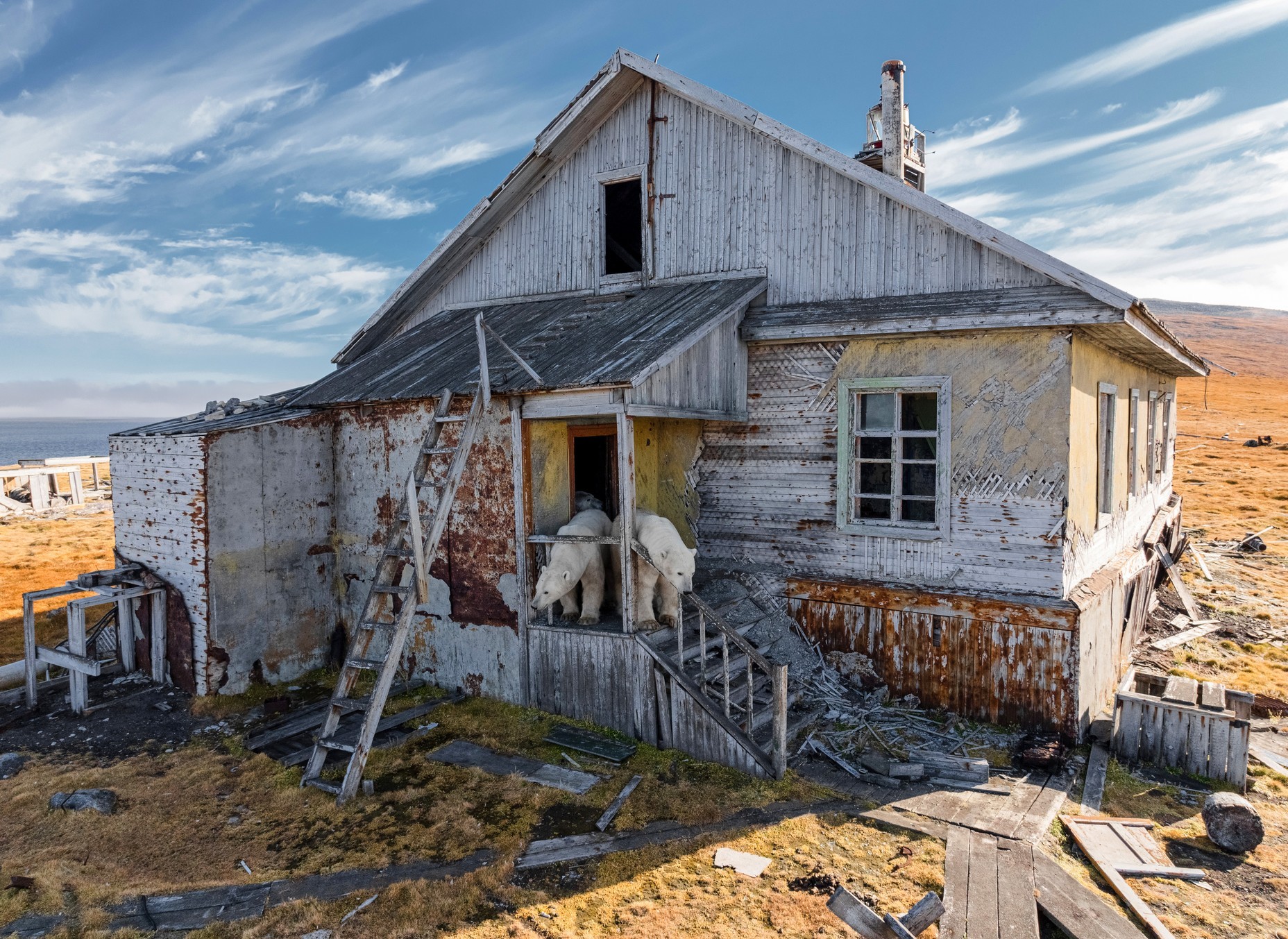 An image added by fiatlux on Dec 09, 2025. May present: polar bear, kolyuchin island, bears, ringed seal.