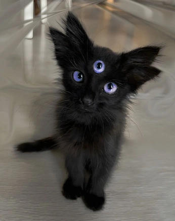 A cover of "cute" cluster. The owner is kiomi. The cluster consists of 2 elements.