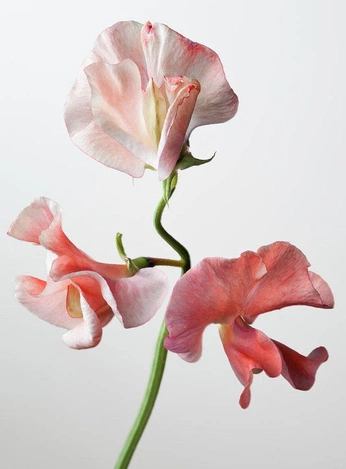 A cover of "delicate" cluster. The owner is nyxvx. The cluster consists of 3 elements.