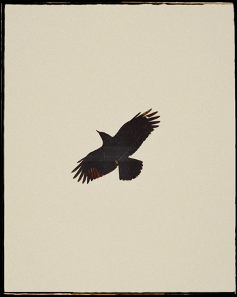 A cover of "Raven" cluster. The owner is wknds. The cluster consists of 17 elements.