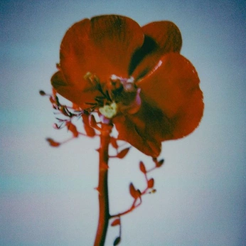 A cover of "flowers" cluster. The owner is ameliahawesphoto. The cluster consists of 21 elements.