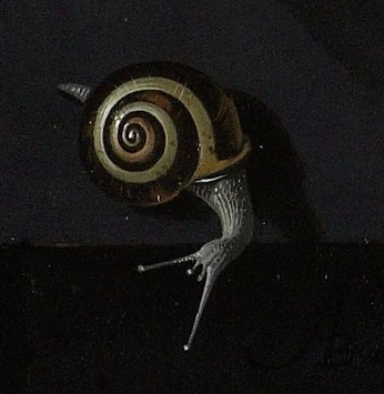 A cover of "Archipegligo" cluster. The owner is lunamoth505. The cluster consists of 2 elements.