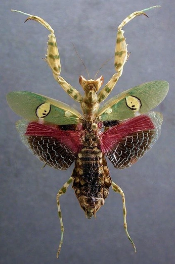 A cover of "bugs in the collection" cluster. The owner is z037k. The cluster consists of 1 element.