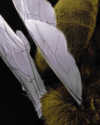 A cover of "insect" cluster. The owner is melonae. The cluster consists of 8 elements.