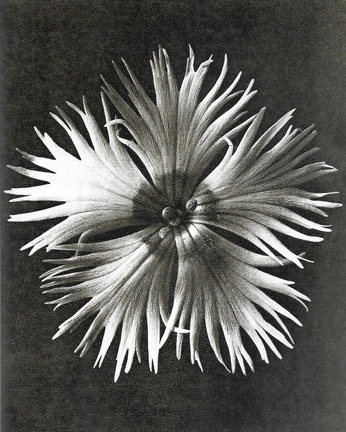 A cover of "Fuel" cluster. The owner is alisterr. The cluster consists of 2 elements.