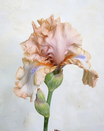 A cover of "FLWR" cluster. The owner is glowskynt. The cluster consists of 73 elements.