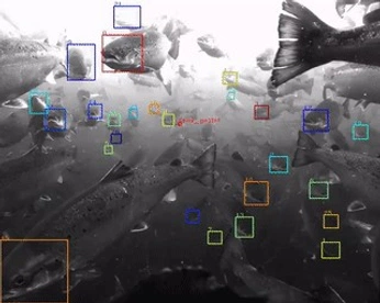 A cover of "gifs" cluster. The owner is erythroxylaceae. The cluster consists of 2 elements.