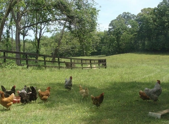 A cover of "A simple life" cluster. The owner is maddiemojo. The cluster consists of 4 elements.