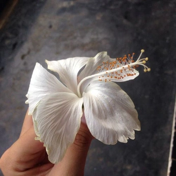 A cover of "++" cluster. The owner is salome. The cluster consists of 98 elements.