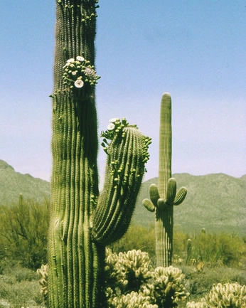 A cover of "🏜️" cluster. The owner is mik09hernan. The cluster consists of 2 elements.