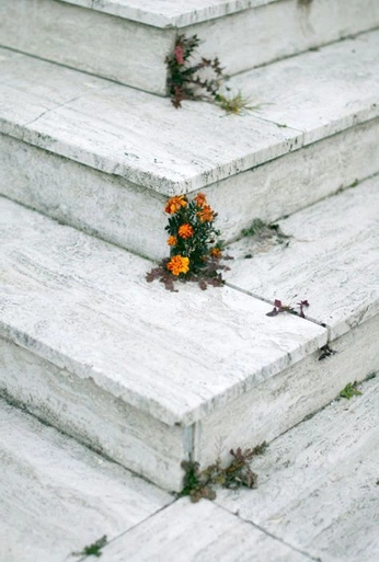 A cover of "easter25" cluster. The owner is reedmays. The cluster description is "or just floral stuff, also using for mothers day". The cluster consists of 68 elements.