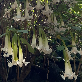 A cover of "flowers" cluster. The owner is alomarian. The cluster consists of 3 elements.