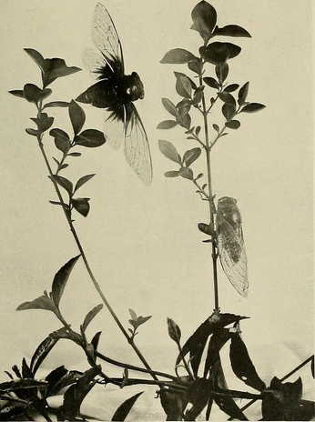 A cover of "art" cluster. The owner is elinaloreen. The cluster consists of 2 elements.